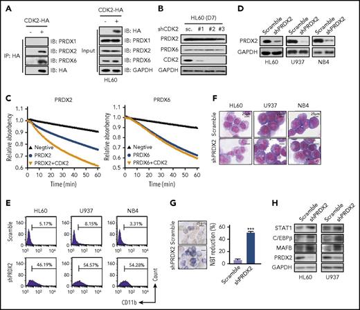 Figure 6. CDK2 arrests AML cell differentiation by directly targeting and activating PRDX2. (A) The interaction between HA-CDK2 and PRDX1/2/6 was detected by immunoprecipitation. HL60 cells were transfected with CDK2-HA plasmid for 3 days. After immunoprecipitation with HA, their interaction were detected by western blotting with PRDX1/2/6 antibodies. (B) Western blotting of PRDX2/6 and CDK2 in shCDK2-transduced HL60 cells. (C) The effect of CDK2 on the peroxidase activities of PRDX2/6. The recombinant PRDX2/6 protein was incubated with recombinant CDK2 for 1 hour and peroxidase activity was monitored for 60 minutes. (D) Silencing efficiency of shRNA against PRDX2 in AML cells (HL60, U937, and NB4). (E-G) Cell differentiation analysis of AML cells infected with lentivirus-shPRDX2 for 7 days. (E) CD11b expression. (F) Cell morphological analysis after Wright-Giemsa staining. (G) NBT-reducing activity in HL60 cells. (H) Differentiation-related protein expression in AML cells infected with lentivirus-shPRDX2. The protein levels of STAT1, C/EBPβ, MAFB, and PRDX2 were measured by western blotting. (G) ***P < .001 vs scramble. Data are shown as mean ± SD, n = 3. Other data are representative of at least 3 individual experiments; 1 representative image is shown.
