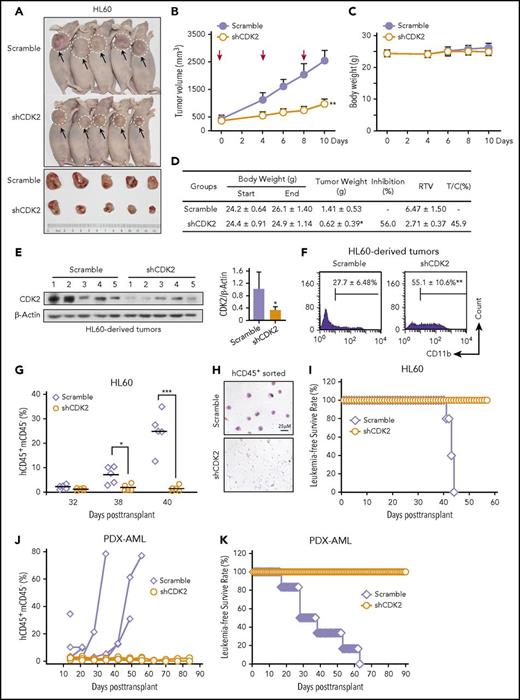 Figure 7. Inhibition of CDK2 effectively arrested tumor growth and prolonged the survival of AML-bearing mice. (A-F) Intratumoral therapy with the lentivirus encoding shRNA targeting CDK2 arrests tumor growth and induces human AML xenograft differentiation. (A) Images of mice and tumors in each group on day 10. (B) Tumor growth of HL60 xenografts. Tumor volume growth curves are expressed as the mean ± standard error, n = 5. Red arrow indicates the time of intratumoral injection. (C) Body weight of each group. (D) Effect of intratumoral therapy on mouse tumor weight and body weight at predose and postdose. Criteria for therapeutic activity: T/C (%), optimal growth inhibition <50 = effective. (E) Western blotting of CDK2 in each tumor derived from xenografts. (F) CD11b expression of cells derived from each tumor. (G-I) shCDK2 prolongs the survival of NOD/SCID mice inoculated with HL60 cells. (G) The population of human CD45+ and mouse CD45− (hCD45+mCD45−) leukemia cells in the peripheral blood of NOD/SCID mice are presented. (H) The fluorescence-activated cell sorting–purified hCD45+ leukemic blasts in the mouse peripheral blood displayed by blood smear analysis on day 40 after transplantation. (I) The survival times of NOD/SCID mice were recorded. (J-K) shCDK2 prolongs the survival of NSG mice inoculated with PDX-AML blasts (n = 6). (J) The population of hCD45+mCD45− leukemia cells in the peripheral blood of NSG mice were monitored weekly during the 3 months after transplant. (K) The survival times of NSG mice were recorded. (B,D-G) *P < .05, **P < .01, ***P < .001 vs scramble or as indicated. Data are shown as mean ± SD, n = 5 or 6. RTV, relative tumor volume; T/C, RTVtreatment/RTVcontrol × 100.