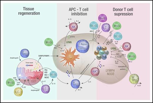 Figure 1. Immune regulatory cell therapy to prevent and treat GVHD. A schematic overview of mechanisms by which infused regulatory populations promote tissue regeneration and inhibit T-cell priming and differentiation to attenuate GVHD. Infused regulatory cells may prevent and/or treat GVHD by acting in 3 distinct phases. First, they may promote tissue regeneration following damage by conditioning (when used prophylactically) or from GVHD (when used as treatment). Intermediate secreted molecules from both adaptive and innate cells are highlighted and include amphiregulin, cytokines important in GI tract homeostasis such as IL-22 and IL-17, angiogenic factors such as connective tissue growth factor (CTGF), vascular endothelial growth factor (VEGF), and keratinocyte growth factor (KGF) as well as regulators of inflammatory responses such as arginase, IDO, heme oxygenase-1 (HO-1), and the reduced NAD phosphate oxygenase isoform (NOX2). Second, regulatory cells may inhibit the APC–T-cell interaction via the release of immunosuppressive cytokines (such as IL-10, TGF-β) or by directly lysing APCs themselves (eg, NK cells). Finally, regulatory populations may suppress donor T-cell differentiation and expansion via a number of secreted immunosuppressive molecules (eg, IL-10, TGF-β, IDO, NO, and ROS) or by directly lysing T cells (NK cells). DAMPS, damage-associated molecular patterns; PAMPS, pathogen-associated molecular patterns; SDF, stromal derived factor-1.
