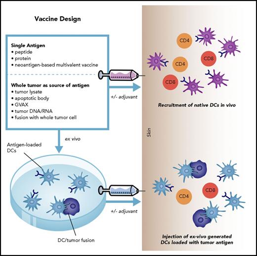 Figure 1. Fundamental aspects of vaccine design include defining the optimal antigenic target and providing effective and durable costimulation. Antigens may be administered in the form of individual peptides, proteins, or whole tumor cells derived DNA, RNA, cell lysate, administered alone or in conjunction with adjuvants. These vaccines rely on native antigen-presenting cells to uptake and present antigen to effector cell populations. Alternatively, vaccines can be generated by loading antigens onto ex vivo–generated DCs to overcome phenotypic and functional deficiencies of native antigen-presenting cells in patients with malignancy. GVAX, gene-transduced tumor cell vaccine.