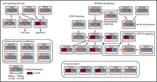 Figure 4. Key signaling pathways that are affected by frequent somatic mutations in HBsAg+ DLBCLs. The frequency of mutated genes in HBsAg+ and HBsAg− DLBCLs from Figure 3 are shown under the gene names.