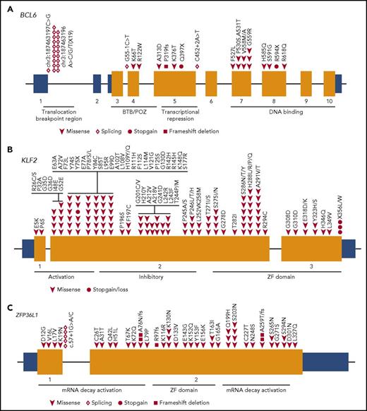 Figure 5. BCL6, KLF2, and ZFP36L1 are preferentially mutated in HBsAg+ DLBCLs. (A) Diagram showing mutations identified in the BCL6 locus. Domains of BCL6 and a region containing translocation breakpoints identified in this report are indicated by horizontal lines. (B) Mutations identified in KLF2. (C) Mutations identified in ZFP36L1. BTB/POZ, broad-complex, Tramtrack, and bric a brac/poxvirus and zinc finger (ZF).