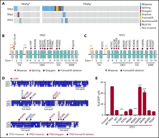 Figure 6. Genetic alterations in TP53, TP63, and TP73 genes. (A) Mutations identified in TP53, TP63 and TP73 in HBsAg+ and HBsAg- DLBCLs. (B-C) Diagram showing mutations identified in TP63 and TP73, respectively. (D) Alignment of the DNA-binding domain (DBD) of TP53, TP63, and TP73. OD, oligomerization domain; SAM, sterile α motif; TA, transactivation. (E) Characterization of transcriptional activity of mutant TP73. Data shown are from 3 independent experiments. Error bars represent standard deviation. ***P < .0001.