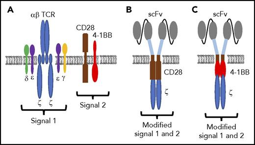 Figure 1. CAR design. (A) Schematic of TCR and costimulatory molecule expression on T cells. (B-C) Synthetic single-chain receptors designed to deliver modified signal 1 and signal 2 in an scFv/CD28/CD3ζ (B) or scFv/4-1BB/CD3ζ format (C).