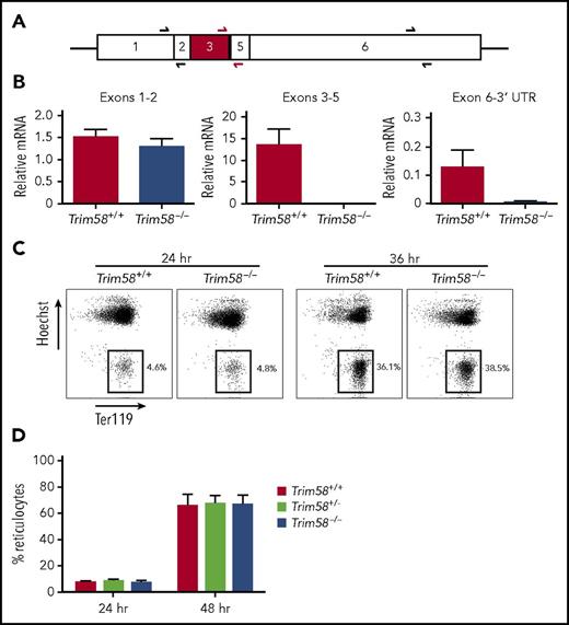 Figure 1. Fetal liver erythroblasts from mixed strain Trim58−/− mice mature normally. (A) Trim58 mRNA with sequences deriving from each exon indicated. Half arrows indicate positions of primer pairs used for quantitative reverse transcription polymerase chain reaction (qRT-PCR) analysis of mRNA expression (panel B). Red shading indicates exon 3, which is deleted in Trim58-disrupted mice. (B) qRT-PCR analysis of E14.5 fetal liver erythroblast mRNA from wild-type (Trim58+/+) and Trim58−/− embryos using the primer pairs shown in panel A. Data are normalized to Actb mRNA and are shown as mean ± standard deviation (SD) for three biological replicate experiments. (C) E14.5 fetal liver erythroblasts isolated from mixed strain (Sv129, FVB, and C57Bl/6) Trim58+/− intercrosses were expanded in medium containing dexamethasone, stem cell factor, and erythropoietin for 2 days and then induced to undergo terminal maturation by culture in erythropoietin alone. At the indicated times after maturation induction, cells were stained with antibody against the erythroid antigen Ter119 and the membrane-permeable DNA dye Hoechst 33342 and then visualized by flow cytometry. The boxes indicate reticulocytes, which lack nuclei. (D) Reticulocytes generated after 24 and 48 hours in vitro maturation of mixed strain Trim58 gene-targeted erythroblasts, as described in panel C. Data show mean ± SD for Trim58+/+ (n = 6), Trim58+/− (n = 6), and Trim58−/− (n = 10) genotypes.