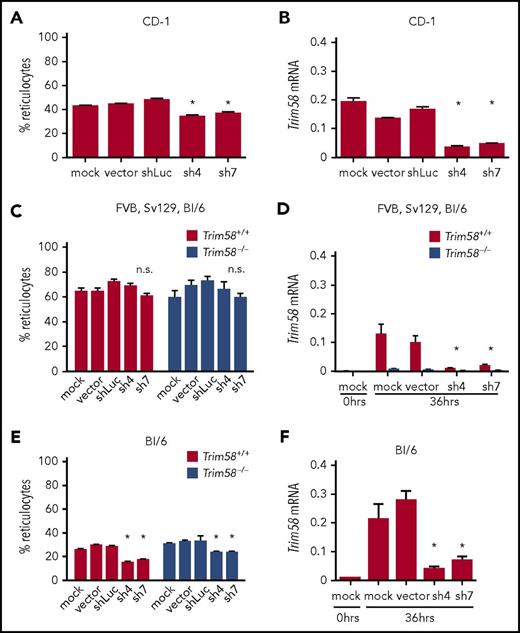 Figure 2. Nonspecific, genetic strain-dependent inhibition of erythroblast enucleation by Trim58 shRNAs. (A) Immature lineage (lin−) erythroid precursors from E14.5 fetal livers (CD-1 strain) were purified by immunomagnetic bead selection; expanded for 2 days in medium containing dexamethasone, stem cell factor, and erythropoietin; transduced with retroviral vectors encoding Trim58 shRNAs; then induced to undergo terminal maturation by culture in erythropoietin alone. Reticulocytes generated after 36 hours maturation were quantified as described in Figure 1C. Data show mean ± SD from three biological replicate experiments. *P < .05, 1-way analysis of variance (ANOVA). (B) Trim58 mRNA levels determined by qRT-PCR of shRNA vector-transduced CD-1 erythroblasts described in panel A after 36 hours maturation. Data are normalized to Actb mRNA and are shown as mean ± SD for three biological replicate experiments. *P < .05 by 1-way ANOVA. (C) Reticulocytes generated after 36 hours maturation of mixed strain Trim58+/+ and Trim58−/− erythroblasts after transduction with 2 different Trim58 shRNAs, as described in panel A. Data show mean ± SD from three biological replicate experiments, with nonsignificance (n.s.) determined by 1-way ANOVA. (D) Trim58 mRNA levels determined by qRT-PCR of mixed strain erythroblasts described in panel C after 36 hours maturation. Data are normalized as in panel B and show mean ± SD for three biological replicate experiments. *P < .05 by 1-way ANOVA. (E) Percent reticulocytes generated after 36 hours maturation from C57Bl/6 Trim58+/+ and Trim58−/− erythroblasts after transduction with 2 different Trim58 shRNAs. Data are presented as mean ± SD for three biological replicate experiments. *P < .05 by 1-way ANOVA. (F) Trim58 mRNA levels determined by qRT-PCR of C57Bl/6 erythroblasts described in panel E after 36 hours maturation. Data are normalized as in panel B and are presented as mean ± SD for three biological replicate experiments. *P < .05 by 1-way ANOVA.