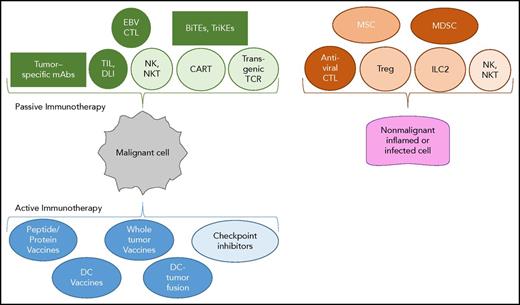 Figure 1. Panoply of immunotherapies for malignant and nonmalignant hematological diseases. Passive immunotherapies consist of molecules from ex vivo activated cells that, following infusion or adoptive transfer, compensate for deficient immune functions. Active immunotherapies stimulate the patient’s immune system via a vaccine or inhibit an important checkpoint of T-cell activation. Antiviral CTLs, EBV (Epstein-Barr virus), CMV (cytomegalovirus), adenovirus, HHV6 (human herpesvirus 6), cytotoxic T cells; BiTEs and TriKEs, bi- and tri-specific T-cell engagers; DC, dendritic cells; DLI, donor lymphocyte injection following allogeneic hematopoietic cell transplantation; EBV CTL, nonengineered Epstein-Barr virus–specific cytotoxic T lymphocyte used to treat EBV+ lymphomas; ILC2, innate lymphocyte 2; mAbs, monoclonal antibodies; MDSCs, myeloid-derived suppressive cells; MSCs, mesenchymal stem cells; NKT, natural killer T cells; TIL, tumor-infiltrating T cells that have been extracted from the autologous tumor and expanded in IL-2; Treg, regulatory T cell.