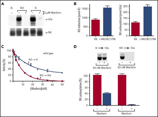 Figure 3. Warfarin uncouples the 2 VKORC1 reactions that fully reduce KO to KH2. (A) r-wt VKORC1/r-fIX BHK cells were incubated without vitamin K (−K) or with KO or K (both at 2 µM) in the absence (−) or presence (+) of warfarin (2 µM). Secreted fIX was analyzed in westerns for carboxylation (anti-Gla21) or total fIX (anti-fIX). The differences in fIX migration are a result of glycosylation.34 (B) r-fIX BHK and r-wt VKORC1/r-fIX BHK cells incubated with KO (2 µM) were monitored for KO reduction by isolation of intracellular vitamin K, followed by high-performance liquid chromatography analysis to separate and quantitate individual forms. fIX carboxylation was monitored by western analysis with anti-Gla antibody. (C) r-wt VKORC1/r-fIX BHK cells were incubated with KO (2 µM) and varying amounts of warfarin. KO reduction and fIX carboxylation were monitored as in (B). The KO to K curve is only slightly affected by subsequent K reduction, as only ∼15% of the K resulted in Gla product. (D) The K to KH2 reaction and consequent carboxylation was analyzed using low K levels that result from inhibition of the KO to K reaction. Cells were incubated with warfarin (50 nM) and KO (2 µM) or K (0.4-2 µM). A range of K concentrations was used to identify cells with the appropriate intracellular K concentration for comparison with cells incubated in KO. Warfarin decreased KO to K reduction 2.5-fold, giving an intracellular K level of 1 nmol for 107 cells. Left: warfarin (50 nM) inhibition of carboxylation in cells containing this intracellular K level. Right: warfarin inhibition of cells incubated with KO (2 µM).
