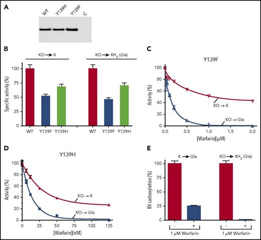 Figure 4. Warfarin uncouples full KO to KH2 reduction in cells expressing warfarin-resistant mutants. (A) Western analysis with anti-VKORC1 antibody was performed on r-fIX BHK cells expressing r-VKORC1 variants or untransfected cells (C). (B) Specific activities were determined by assaying the cells as in Figure 3B and normalizing activity to protein expression. (C-D) Warfarin sensitivity was monitored as in Figure 3C. (E) Warfarin inhibition of carboxylation dependent on the Y139F K to KH2 reaction was tested as in Figure 3D.