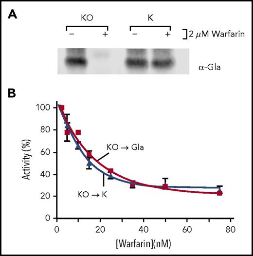 Figure 6. 293 cells that have warfarin-resistant quinone reductase activity do not show differences in inhibition of KO reduction and fIX carboxylation. (A) r-FIX 293 cells were generated by transfection of human r-fIX in pCMV6-A-Puro (Origene) and selection with puromycin (1 µg/mL). A clonal isolate was tested for warfarin inhibition as in Figure 3A, revealing the presence of warfarin-resistant quinone reductase activity. (B) Warfarin sensitivity of KO reduction and fIX carboxylation were analyzed as in Figure 3C.