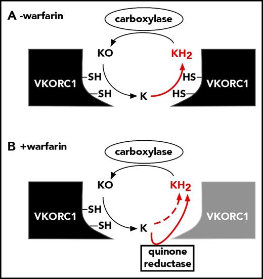 Figure 7. How is full reduction of KO to KH2 accomplished during warfarin therapy? (A) VKORC1 normally performs 2 reactions to generate the KH2 cofactor required for VKD protein carboxylation. (B) During warfarin therapy, a warfarin-resistant quinone reductase may cooperate with VKORC1 to produce KH2.
