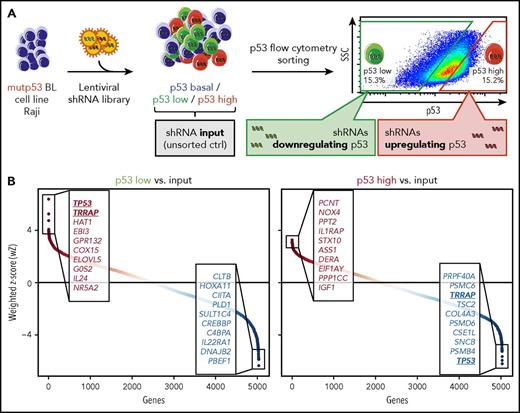 Figure 1. RNAi screen for regulators of mutp53 accumulation. (A) Screen layout. After lentiviral transfer of a pooled shRNA library, cells were sorted by flow cytometry into p53-low and p53-high cells. shRNA barcodes were amplified and their abundance was determined by high-throughput sequencing. The experiment was performed in technical duplicates. (B) Screen results. Data from multiple shRNAs per gene were combined using the wZ method, which assigns a high score to genes targeted by multiple enriched shRNAs. wZs were calculated for p53-low and p53-high cell populations by comparison against the input samples. Boxes highlight the top and bottom 10 shRNA-targeted candidate genes enriched or depleted in the respective population. SSC, side scatter.