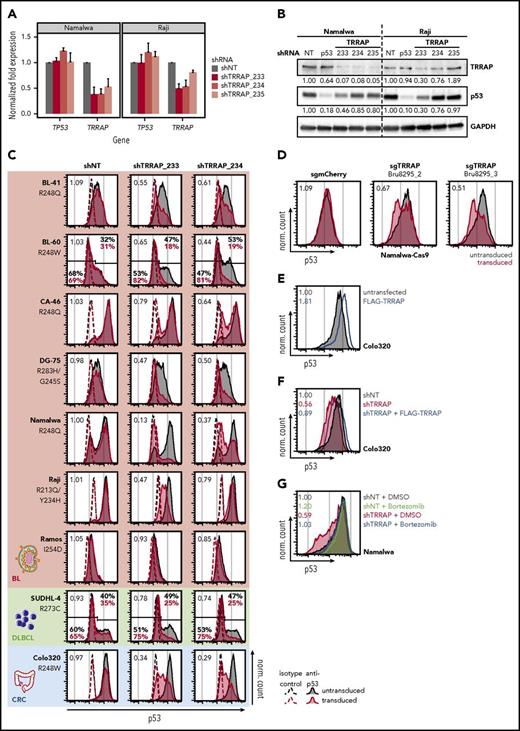 Figure 2. TRRAP stabilizes mutp53 across cancer entities and p53 mutations. (A) mRNA level of TRRAP and TP53 in Namalwa and Raji cells transduced with shRNAs against TRRAP. Cells were selected with puromycin for 48 hours and harvested 3 days after transduction. Expression values (mean + SD, n = 2) were determined by qRT-PCR and normalized to GAPDH and to cells transduced with a nontargeting shRNA (NT). (B) Protein level of TRRAP and p53 in Namalwa and Raji cells transduced with shRNAs against TRRAP and p53. Cells were selected with puromycin for 48 hours and harvested 7 days after transduction. Expression was determined by western blot and normalized to GAPDH and to cells transduced with a nontargeting shRNA (NT). (C) p53 flow cytometry 7 or 8 days after shRNA-mediated knockdown of TRRAP in mutp53 cancer cell lines: BL, diffuse large B-cell lymphoma (DLBCL), and colorectal cancer (CRC). The p53 mutation is specified for each cell line. Values denote the ratio of the p53 MFI between transduced (red) and untransduced cells (gray). For cell lines with a bimodal p53 level, gates and the corresponding percentages for the p53-low and p53-high population are indicated. Dashed lines indicate isotype control stainings, and filled colored histograms indicate samples stained with anti-p53. shNT, nontargeting shRNA. (D) p53 flow cytometry 7 days after sgRNA-mediated knockout of TRRAP in Namalwa-Cas9 cells. Values denote the ratio of the p53 MFI between transduced (red) and untransduced cells (gray). sgmCherry, negative control. (E) p53 flow cytometry 72 hours after transfection with FLAG-TRRAP in Colo320 cells. Values denote the ratio of the p53 MFI between transfected (blue) and untransfected cells (gray). (F) Molecular rescue of the TRRAP knockdown phenotype by FLAG-TRRAP overexpression in Colo320 cells. Cells were transduced with either a nontargeting shRNA (shNT; gray) or with a shRNA against TRRAP (shRNA #233; red). 24 hours after transduction, part of the TRRAP-silenced cells was transfected with FLAG-TRRAP (blue). Cells were analyzed by p53 flow cytometry 4 days after transduction. Values denote p53 MFI normalized to cells transduced with the NT. (G) Rescue of the TRRAP-silencing–mediated mutp53 degradation by treatment with the proteasome inhibitor bortezomib. Namalwa cells were transduced with an IPTG-inducible shRNA against TRRAP (shRNA #233) or a nontargeting control (NT). 24 hours after induction, cells were treated with dimethyl sulfoxide (DMSO; 0.1%) or bortezomib (100 nM) for 14 hours before being subjected to p53 flow cytometry. Values denote p53 MFI normalized to DMSO-treated cells transduced with the NT.