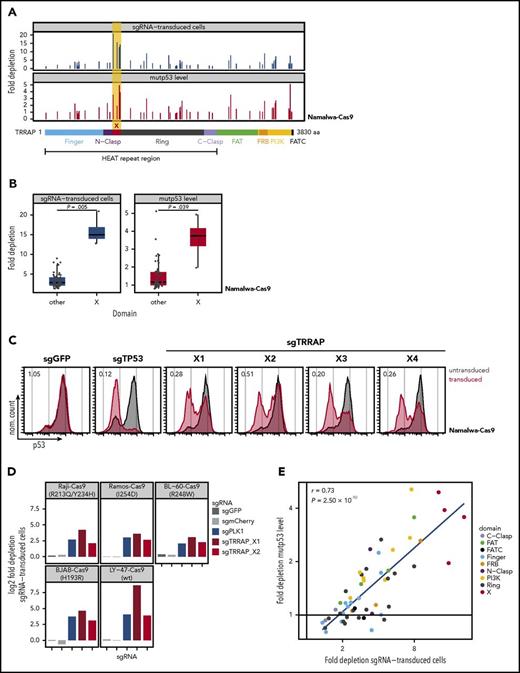 Figure 3. Identification of the TRRAP domain crucial for mutp53 stabilization and cell proliferation. (A) CRISPR-Cas9 screening of TRRAP protein domains. Namalwa-Cas9 cells were transduced in an arrayed format with 55 sgRNAs targeting different regions of TRRAP protein, covering all annotated domains according to Diaz-Santin et al.37 The proportion of transduced cells and the mutp53 level was quantified by flow cytometry. Negative cell selection (top, blue) and mutp53 depletion (bottom, red) is shown as fold depletion of transduced cells or mutp53 protein after 21 days or 7 days in culture, respectively. Every bar represents an independent sgRNA, and the location of each sgRNA relative to TRRAP protein is indicated along the x-axis. FAT, focal adhesion targeting domain; FATC, FRAP, ATM, TRRAP C-terminal domain; FRB, FKBP12-rapamycin binding domain; PI3K, phosphatidylinositol 3-kinase domain. (B) Comparison of fold depletion of cells (blue) and mutp53 protein (red) after transduction with sgRNAs targeting either domain X or any other region of TRRAP. P values were calculated with Student t test. Data reproduced from panel A. (C) p53 flow cytometry 7 days after TRRAP knockout in Namalwa-Cas9 cells. Values denote the ratio of the p53 MFI between transduced (red) and untransduced cells (gray). sgGFP, negative control; sgTP53, positive control. (D) Quantification of selection against sgTRRAP-transduced cells in BL-Cas9 cell lines. Bars indicate log2 fold depletion of sgRNA-transduced cells after 24 days in culture. The p53 status is specified for each cell line. sgGFP and sgmCherry, negative controls; sgPLK1, positive control. (E) Correlation of toxicity (depletion of sgRNA-transduced cells) and mutp53 depletion after TRRAP knockout using sgRNAs targeting different protein domains. Each data point represents a single sgRNA from panel A. Colors indicate the targeted domains. The Pearson correlation coefficient (r) and the corresponding P value are indicated.