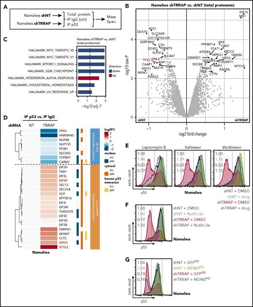 Figure 4. TRRAP silencing destabilizes mutp53 via the MDM2-proteasome axis. (A) Experimental design. Namalwa cells were transduced with an IPTG-inducible shRNA against TRRAP (shRNA #233) or a nontargeting control (NT). 48 to 96 hours after induction, cells were lysed and either collected immediately (total protein) or subjected to immunoprecipitation (IP) with antibodies against p53 or IgG (negative control) before mass spectrometry. The experiment was performed in biological triplicates. (B) Volcano plot visualizing differential total protein expression 96 hours after TRRAP knockdown compared with a nontargeting control (NT). Proteins denoted in black were significantly differentially expressed (adjusted P < .05, |log2FC| > 0.5). p53 is highlighted. P values were calculated using empirical Bayes statistics on protein-wise linear models. (C) Gene set enrichment analysis of differentially expressed proteins from panel B. Upregulated gene sets are denoted in red, downregulated in blue. Analysis was performed using PAGE with the MSigDB gene set collection “Hallmark.” Only significantly altered gene sets are shown (adjusted P < .05). (D) Heatmap of mutp53-bound proteins (proteins significantly enriched in p53 IPs compared with IgG control IPs). Values denote hierarchically clustered log2 fold changes of protein abundances in TRRAP-silenced samples compared with control knockdown (NT) samples. The cellular localization44 and known p53 interactions42 are indicated. Numbers within the clusters indicate the number of proteins. TP53, EIF3F, and XPO1 are highlighted. (E) Rescue of the TRRAP-silencing–mediated mutp53 degradation by treatment with nuclear export inhibitors. Namalwa cells were transduced with an IPTG-inducible shRNA against TRRAP (shRNA #233) or a nontargeting control (NT). 48 hours after induction, cells were treated with DMSO (0.005%), leptomycin B (20 nM), selinexor (500 nM), or verdinexor (500 nM) for 14 hours before they were subjected to p53 flow cytometry. Values denote p53 MFI normalized to DMSO-treated cells transduced with the NT. (F) Rescue of the TRRAP-silencing–mediated mutp53 degradation by treatment with the MDM2 inhibitor Nutlin-3a. Namalwa cells were transduced with a shRNA against TRRAP or a non-targeting control (NT). 4 days after transduction, cells were treated with DMSO (0.1%) or Nutlin-3a (10 µM) for 48 hours before they were subjected to p53 flow cytometry. Values denote p53 MFI normalized to DMSO-treated cells transduced with the NT. (G) Rescue of the TRRAP-silencing–mediated mutp53 degradation by CRISPR-Cas9–mediated knockout (KO) of MDM2. KO cells were transduced with a shRNA against TRRAP or a nontargeting control (NT) and subjected to p53 flow cytometry 4 days after transduction. Values denote p53 MFI normalized to control (GFP) KO cells transduced with the NT. KOs were generated by transduction of Namalwa cells with constructs harboring both Cas9 and sgRNAs against MDM2 or GFP (negative control).