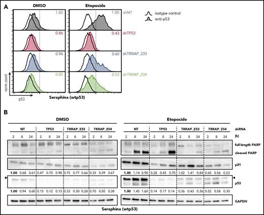 Figure 5. TRRAP silencing attenuates stabilization and activity of wtp53 upon genotoxic stress. (A) Seraphina wtp53 BL cells were transduced with shRNAs against TRRAP, p53, or a nontargeting control (NT). 5 days after transduction, cells were treated with DMSO (0.1%) or etoposide (25 µM) for 8 hours before they were subjected to p53 flow cytometry. Values denote p53 MFI normalized to cells transduced with the NT. Hollow histograms indicate isotype control stainings, and filled histograms indicate samples stained with anti-p53. (B) Protein level of p53, p21, and PARP in Seraphina wtp53 BL cells transduced with shRNAs against TRRAP, p53, or a nontargeting control (NT). Cells were selected with puromycin for 72 hours. 6 days after transduction, cells were treated with DMSO (0.1%) or etoposide (25 µM) and harvested at the indicated time points. Expression was determined by western blot and normalized to GAPDH and to cells transduced with the NT. Arrows indicate the specific bands for p53.