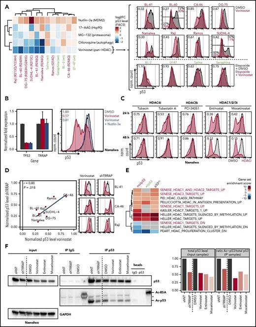 Figure 6. HDAC inhibition decreases p53 levels similarly to TRRAP silencing. (A) Impact of different small-molecule inhibitors on p53 levels. Lymphoma cell lines were treated with 0.1% DMSO or the indicated inhibitors. 24 hours after treatment, cells were subjected to p53 flow cytometry. wtp53 cell lines were additionally treated with 25 µM etoposide for 5 hours before harvest to stabilize p53. The p53 mutation status is specified for each cell line (green, wtp53; red, mutp53). Values in heatmap denote log2 fold changes of p53 MFI normalized to DMSO-treated or etoposide-treated cells, respectively. Values in fluorescence-activated cell sorter (FACS) plots denote the ratio of the p53 MFI between vorinostat-treated (red) and DMSO-treated cells (gray). For cell lines with a bimodal p53 level, gates and the corresponding percentages for the p53-low and p53-high population are indicated (10 µM Nutlin-3a, MDM2 inhibitor; 5 µM 17-AAG, Hsp90 inhibitor; 5 µM MG-132, proteasome inhibitor; 10 µM chloroquine, autophagy inhibitor; 5 µM vorinostat, HDAC inhibitor). (B) Effect of vorinostat on mutp53 expression and evaluation of MDM2-dependency. Namalwa cells were treated with DMSO (0.1%, gray), vorinostat (5 µM, red), or with a combination of vorinostat and Nutlin-3a (10 µM, blue) for 24 hours before they were harvested. mRNA expression values (mean + SD, n = 2) determined by qRT-PCR and normalized to GAPDH and to DMSO-treated cells (left). p53 flow cytometry (right). Values denote p53 MFI normalized to DMSO-treated cells. (C) p53 flow cytometry of Namalwa cells after treatment with 0.1% DMSO (gray) or different HDAC inhibitors (red). The target proteins of the different inhibitors are indicated. Values denote p53 MFI normalized to DMSO-treated cells (7.5 µM tubacin; 7.5 µM tubastatin A; 10 µM PCI-34051; 500 nM entinostat; 500 nM mocetinostat). (D) Correlation of the impact of TRRAP silencing (8 days after transduction) and Vorinostat treatment (5 µM, 24 hours) on mutp53 levels determined by flow cytometry. Values denote p53 MFIs normalized to either untransduced or DMSO-treated cells, respectively. FACS plots in parts reproduced from panel A. The Pearson correlation coefficient (r) and the corresponding P value are indicated. (E) Gene set enrichment analysis of differentially expressed genes after TRRAP knockdown (shRNA #233) in mutp53 Namalwa, wtp53 Seraphina, and p53KO Seraphina cells (compared with nontargeting control). Cells were selected with puromycin for 48 hours and harvested 6 to 8 days after transduction. Analysis was performed using PAGE with the MSigDB gene set collection “c2” filtered for the term “HDAC.” Only gene sets that were significantly altered in at least 1 cell line are shown (adjusted P < .05), and nonsignificant enrichments are shown in gray. HDAC1/2/3-related pathways are highlighted.50 (F) Impact of HDAC inhibition and TRRAP silencing on mutp53 acetylation. Namalwa cells were treated with DMSO (0.05%) or different HDAC inhibitors before they were subjected to p53 or control (IgG) immunoprecipitation (IP). Silencing experiments were performed using Namalwa cells with IPTG-inducible shRNAs against TRRAP (shRNA #233) or a nontargeting control (NT). Cells were harvested 18 hours after drug exposure or 4 days after shRNA induction and were treated with the deacetylase inhibitors trichostatin A (1 µM) and nicotinamide (5 mM) for the last 4 hours of culture to enrich for acetylated proteins. Protein expression was determined by western blot and normalized to GAPDH (input samples). Acetylation (Ac) of p53 was detected using an antiacetylated lysine antibody and normalized to total p53 (IP samples) and to cells transduced with the NT or to DMSO-treated cells, respectively. Asterisk indicates an unspecific band. Ac-BSA, acetylated bovine serum albumin, positive control; vorinostat, 1 μM; entinostat, 500 nM; mocetinostat, 500 nM.