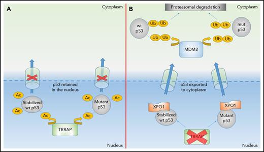 Mechanism of TRRAP action. (A) TRRAP acetylation (Ac) of either mutp53 or DNA damage–stabilized wtp53 prevents nuclear export and facilitates accumulation within the nucleus. (B) Loss of TRRAP leads to XPO1-directed nuclear export and subsequent binding to MDM2, targeting either mutant or DNA damage–stabilized p53 for destruction via the ubiquitin (Ub)-proteasome pathway.