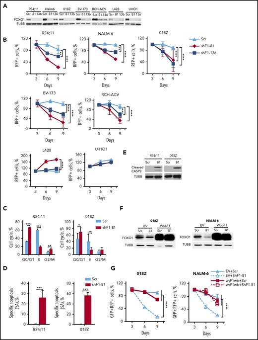 Figure 2. FOXO1 knockdown induces growth arrest and apoptosis in BCP-ALL. (A) Efficient shRNA-mediated knockdown of FOXO1. BCP-ALL and cHL (L428, U-HO1) cell lines were transduced with lentiviral vectors expressing scrambled (Scr), FOXO1-targeting shRNA-81 (shF1-81) or shRNA targeting FOXO1, FOXO3A, and FOXO6 (shF1-136). Transduced cells were selected by incubation with puromycin, and FOXO1 expression was assessed by immunoblot. A representative of 2 independent experiments is shown. (B) Antileukemia effect of FOXO1 knockdown. The dynamic of the RFP+ population was measured every 3 days starting at day 3 after transduction. The proportion of RFP+ cells on first measurement (day 3) was taken as 100%. Data represent mean ± SD of 3 independent transductions. (C-E) Cells transduced with Scr or shRF1-81 vectors were sorted on day 4 after transduction. On day 5 cell cycle phase distribution (C) and cell death (D) were measured by PI and by annexin V–fluorescein isothiocyanate/PI staining, respectively. Mean percentages ± SD, 2 independent experiments, each measured twice (C). Specific apoptosis was calculated as SA(%) = 100 × (AE − AC)/(100 − AC), where AE equals the percentage of apoptotic cells in the experimental group and AC equals the percentage of apoptotic cells in the control group (N = 3) (D). (E) Induction of caspase-3 cleavage by FOXO1 depletion. Cleaved CASP3 was detected by immunoblot in lysates of sorted BCP-ALL cell lines. A representative image of 2 independent experiments is shown. (F-G) Overexpression of wild-type FOXO1 harboring wobbled shRNA-targeted sequence (wtF1wb) protects 018Z and NALM-6 cells from the cytotoxic effect of shF1-81. Cells were transduced with SF-LV-cDNA-eGFP empty vector (EV) or with SF-LV-wtF1wb-expressing vector. In 4 to 6 days, the cells were transduced with shF1-81 or Scr vectors expressing the fluorescent marker RFP. For FOXO1 protein analysis, cells were sorted by fluorescence-activated cell sorting (FACS) on day 3 after the second transduction (F). The percentage of the GFP+/RFP+ population was measured at indicated time points after second transduction. Data are shown as mean ± SD of 2 independent experiments (G). *P < .05; **P < .01; ***P < .001; ****P < .0001.
