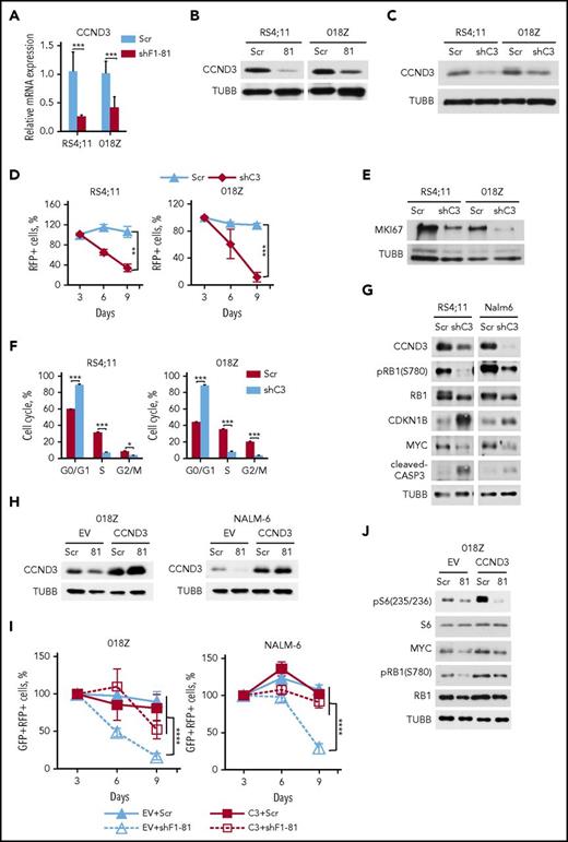 Figure 3. FOXO1 knockdown downregulates CCND3 transcription. (A-B) RS4;11 and 018Z BCP-ALL cell lines were transduced with lentiviral vectors expressing scrambled (Scr) or FOXO1-specific shRNA-81. Cells were sorted by FACS on day 5 after transduction and used for isolation of total RNA and protein. Downregulation of CCND3 mRNA (A) and protein (B) by shFOXO1-81 were measured by qRT-PCR (N = 2) and immunoblot, respectively. A representative of 2 independent protein isolations is shown. (C) Efficient knockdown of CCND3. BCP-ALL cell lines were transduced with a lentiviral vector expressing scrambled (Scr) or targeting CCND3 (shC3) shRNA. The RFP+ cells were sorted by FACS on day 3 after transduction and CCND3 expression was assessed by immunoblot. A representative of 2 independent experiments is shown. (D) Antileukemia effect of CCND3 knockdown. The dynamic of the RFP+ population was measured every 3 days starting from the day 3 after infection. The proportion of RFP+ cells on the first day of measurement (day 3) was taken as 100%. Data represent mean ± SD of 3 independent transductions. (E) CCND3 knockdown decreases expression of the proliferation marker MKI67. Cells were sorted on day 3 after transduction and used for protein isolation. Repression of MKI67 was demonstrated by immunoblot. (F) CCND3 knockdown induces G1 cell cycle arrest. Transduced cells were sorted on day 3 after transduction, and cell cycle was analyzed by PI staining on the next day after sorting (N = 2). (G) CCND3 knockdown downregulates RB1 phosphorylation and MYC expression, induces CASP3 cleavage, and increases CDKN1B expression. Cells were sorted on day 3 after transduction and the protein expression and phosphorylation was measured by immunoblot (N = 2). (H-I) CCND3 overexpression protects BCP-ALL cells from the cytotoxic effect of FOXO1 knockdown. 018Z and NALM-6 cells were transduced with SF-LV-cDNA-eGFP empty vector (EV) or with SF-LV-CCND3-expressing vector. In 4 to 6 days, the cells were transduced with shF1-81 or scr vectors expressing the fluorescent marker RFP. (H) For analysis of CCND3 protein expression, the cells were sorted by FACS on day 3 after the second transduction. (I) The percentage of the GFP+/RFP+ population was measured at indicated time points after the second transduction. Data are shown as mean ± SD (N = 2). (J) CCND3 overexpression restores RB1 phosphorylation and MYC expression, but not the decrease of S6 phosphorylation induced by FOXO1 knockdown (N = 2). The 018Z cells overexpressing CCND3 of control vector were transduced with vectors expressing shF1-81 or scr and sorted on day 4 after transduction. The protein expression and phosphorylation status was measured by immunoblot (N = 2). *P < .05; **P < .01; ***P < .001; ****P < .0001.