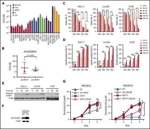 Figure 4. BCP-ALL cell lines are explicitly sensitive to the FOXO1 inhibitor AS1842856. (A) Comparative analysis of sensitivities of leukemia and lymphoma cell lines to AS1842856. Cells were incubated for 6 days with increasing concentrations of AS1842856. The antitumor effect was assessed by 3-(4,5-dimethylthiazol-2-yl)-2,5-diphenyltetrazolium bromide (MTT) assay, and IC50 values were calculated. (B) Comparison of the sensitivities of pre-BCR− and pre-BCR+ BCP-ALL cells to AS1842856 (P = .400, 2-sided Student t test). AS1842856 decreases viability (C) and induces apoptosis (D) in BCP-ALL cells in a time- and dose-dependent manner. Cells were incubated in the presence of increasing concentrations of AS1842856. The cell number and viability was measured by trypan blue exclusion at indicated time points. Apoptosis was measured using annexin V/PI staining. Data are shown as means of specific cell death ± SD (N = 3). (E) CASP3 cleavage, detection by immunoblot (RS4;11 and 018Z, 40 nM; UoCB6, 80 nM AS1842856), a representative of 3 independent experiments is shown. (F-G) NALM-6 cells were transduced with SF-LV-cDNA-eGFP empty vector (EV) or with SF-LV-wtFOXO1 (WTF1)–expressing vector. For protein analysis, cells were sorted 3 days after transduction (F). (G) Four to 6 days after transduction cells were treated with AS1842856. Percentages of GFP+ cells (by flow cytometry) and the total number of live cells (by cell counting) were measured at indicated time points. Data are shown as fold changes normalized to the initial number of live GFP+ cells. The number of live GFP+ cells was calculated as N × %GFP+ cells/100, where N is the number of live cells per well and %GFP+ is the percentage of GFP+ cells. Data are shown as mean ± SD of 3 independent experiments. ANOVA, *P < .05; **P < .01; ***P < .001, and ****P < .0001, respectively.