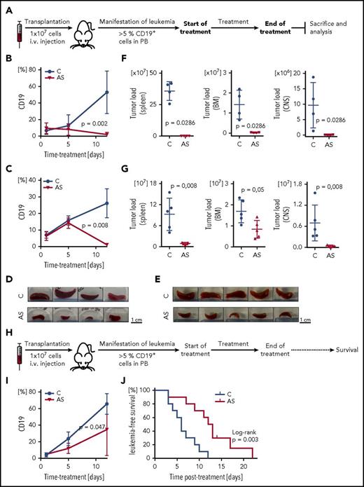 Figure 7. Preclinical in vivo antileukemia activity of FOXO1 inhibition by AS1842856. (A) Experimental layout, end point analysis. Recipient animals were transplanted with human BCP-ALL (PDX#1: B, D, F; PDX#7: C, E, G), and upon appearance of human ALL in peripheral blood (≥5% huCD19+ cells), recipients were treated with either AS1842856 (AS, 50 mg/kg) or DMSO (control, C). At the end of therapy after 11 days, animals were euthanized, and leukemia burden was analyzed in different organ compartments showing clearly decreased leukemia cell numbers in peripheral blood (PB) (B-C), reduced spleen size (D-E), and significantly lower leukemia loads in spleen, bone marrow (BM), and central nervous system (CNS) (F-G), compared with control treated animals. PDX#1 n = 4, PDX#7 n = 5 mice per group, Mann-Whitney U test. (H) Experimental layout, survival analysis. Upon manifestation of human ALL (≥5% huCD19+ cells in PB), recipient mice transplanted with PDX#1 were treated with AS1842856 (AS, 30 mg/kg) or DMSO (control, C). At the end of treatment (11 days), mice were followed up and monitored for onset of leukemia-related morbidity indicating leukemia reoccurrence. Reduction of ALL cells in PB (I) and prolonged times without leukemia reoccurrence (J) of recipients treated with AS1842856 compared with control treated recipients. N = 10 per group, Mann-Whitney U test (I) and Kaplan-Meier analysis, log-rank test (J).