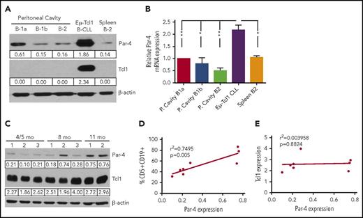 Figure 1. Eμ-Tcl1 CLL spleen cells have elevated levels of Par-4 expression compared with normal B-cell subsets, which increases with progression of disease. (A) CLL cells were harvested from the spleen of Eμ-Tcl1 mice. B-cell subsets from C57BL/6J WT mice were isolated from the peritoneal cavity and spleen. Protein lysates of WT mice represent a pool of 20 mice. Levels of Par-4 and Tcl1 were quantified by western blot and normalized to β-actin. (B) Histogram shows relative Par-4 mRNA expression in Eμ-Tcl1 CLL cells and WT B-cell subsets quantified by qRT-PCR. Par-4 mRNA levels were normalized to mouse 18S mRNA expression and were then normalized to B-1a Par-4 mRNA expression. For panels A and B, results are representative of 2 experiments. Error bars represent standard error of the mean (SEM). *P < .05, **P < .001 as determined by the Student t test. (C) Par-4 protein expression increases with age and disease development in spleen cells isolated from the Eμ-Tcl1 mouse. Par-4 and Tcl1 protein expression is normalized to β-actin. Graphs show (D) correlation of Par-4 protein expression and percentage of CD5+CD19+ cells; (E) correlation of Par-4 protein expression and Tcl1 expression in the spleens of mice at specific ages. Each point represents an average of 3 mice. r2 value determined by Pearson coefficient test and P = .0055 (D) and P = .8824 (E) determined by linear regression analysis. P. Cavity, peritoneal cavity.