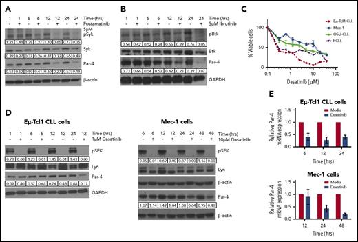 Figure 2. Eμ-Tcl1 CLL cells have constitutively activated BCR signaling that regulates Par-4 expression. (A) Western blot of Eμ-Tcl1 CLL cells treated with 5 μM fostamatinib for different time points. (B) Western blot of Eμ-Tcl1 CLL cells treated with 5 μM ibrutinib. (C) Survival of Eμ-Tcl1 CLL cells, 2 human CLL (hCLL) cell lines (Mec-1, OSU-CLL), and primary human CLL cells is dependent on BCR signaling. Cells were treated with different concentrations of dasatinib for 48 hours and viability was measured by MTT assay in triplicates. (D) Primary Eμ-Tcl1 CLL cells (left) or Mec-1 CLL cells (right) were treated with 1 μM dasatinib and the protein lysates were analyzed by western blot. (E) Treatment of Eμ-Tcl1 CLL cells (left) or Mec-1 cells (right) with dasatinib decreases Par-4 mRNA as measured by qRT-PCR. Par-4 mRNA is normalized to mouse 18S mRNA expression. In immunoblots, phosphorylated protein values were normalized to total protein. β-actin or glyceraldehyde-3-phosphate dehydrogenase (GAPDH) was used to normalize total protein levels (Lyn, Syk, Btk, and Par-4) in the samples. Results are representative of 3 or more experiments.