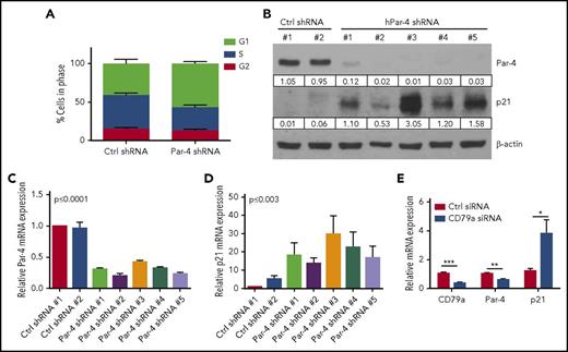 Figure 5. Par-4 knockdown results in G1 arrest and increased p21 expression. (A) Mec-1 cell clones expressing control or Par-4–specific shRNA were stained with propidium iodide. Cell-cycle analysis was performed by flow cytometry. Histograms represent mean ± SE of 4 control shRNA clones and 5 Par-4 shRNA clones (G1, P ≤ .0001; S, P ≤ .0002; G2, P = .15 comparing control to Par-4 shRNA-expressing clones). (B) shRNA lentivirus-infected cells were collected and total protein was isolated. Par-4 and p21 proteins were measured through immunoblot analysis. Protein quantifications were normalized to β-actin. (C-D) RNA was isolated from shRNA lentivirus-infected cells. Par-4 mRNA (C) and p21 mRNA (D) were quantified by qRT-PCR and were normalized to human 18S expression (C, P ≤ .0001; D, P ≤ .003 comparing control shRNA clones to Par-4 shRNA clones). (E) Human CLL cells were electroporated with CD79a siRNA and incubated for 72 hours. CD79a, Par-4, and p21 mRNA levels were quantified by qRT-PCR and were normalized to human 18S. Results represent mean ± SEM of triplicate determinations and an average of 4 CLL patient donors.