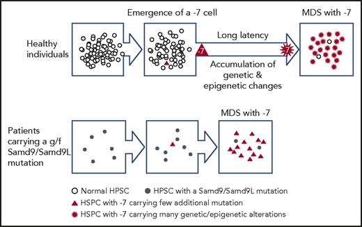 Figure 2. Schematic representation of the hypothesis that the relative strength of HSPCs carrying monosomy 7 compared with the surrounding bone marrow cells affects the process of development of MDS.