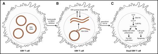 Figure 2. Treatment of EBV-infected lymphocytes with bortezomib or histone deacetylase (HDAC) inhibitors along with GCV can induce apoptosis of infected cells. EBV-infected T cells contain episomal EBV DNA (A). Bortezomib and HDAC inhibitors induce virus replication and expression of the EBV PK (B). GCV is phosphorylated by the viral PK, resulting in inhibition of EBV replication; phosphorylated GCV induces cell-cycle arrest and apoptosis of virus-infected cells (C). P, phosphate; PPP, triphosphate.
