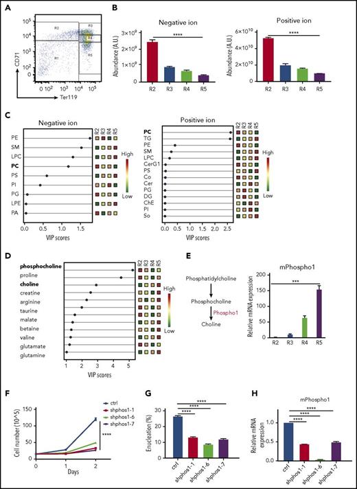 Figure 1. Increased phosphocholine metabolism during terminal mouse fetal erythropoiesis. (A) FACS plot of R1-R5 populations. E14.5 mouse fetal liver cells were sorted into 4 groups (R2: CD71 high, Ter119−; R3: CD71 high, Ter119+; R4: CD71 low, Ter119+; R5: CD71−, Ter119+). (B) Lipids from R2-R5 groups were analyzed and total negative and positive ion abundances were retrieved from LC/MS and plotted. One million cells per group were used for metabolite extraction (n = 3). (C) The lipid composition of mouse R2-R5 cells was analyzed by partial least squares discriminant analysis (PLS). The signal of each class of lipids was normalized by total lipid abundance from the LC/MS results, and the results are shown as colored boxes (from high to low: red to green) and plotted with variable importance in the projection (VIP) score (VIP > 1: significant). PC is bolded and shows its expression from high (red) in R2 cells to low (green) in R5 cells. (D) Polar metabolites from R2-R5 cells were analyzed. Each metabolite signal is normalized to total lipid abundance. Polar metabolites differentiating between the 4 groups are shown as colored boxes and plotted with VIP score (VIP > 1: significant). Phosphocholine and choline are labeled in bold font. Relative metabolite abundance is indicated in the bar, with red representing metabolite accumulation (n = 3 per group). (E) Left, PHOSPHO1 hydrolyzes phosphocholine to choline. Right, Mouse PHOSPHO1 gene expression in each group of cells normalized to 18S ribosomal RNA (rRNA). (n = 3 per group, mean + SEM). (F) Knocking down mPHOSPHO1 in cultures of lineage-negative E14.5 mouse fetal liver erythroblasts using 3 different shRNAs reduces cell proliferation in differentiation medium (n = 3 per group, mean ± SEM). Cells were expanded in maintenance medium for 1 day and differentiated in differentiation medium for 2 days. (G) Knocking down mPHOSPHO1 in lineage-negative E14.5 mouse fetal liver using 3 shRNAs impairs enucleation after 2 days of in vitro differentiation (n = 3 per group, mean + SEM). (H) mPHOSPHO1 gene expression of cells assayed in panels F and G. Messenger RNA (mRNA) was extracted from cells differentiated for 1 day. A.U., arbitrary unit; CerG1, glycosphingolipid; ChE, cholesteryl ester; Co, coenzyme; ctrl, control; DG, diglyceride; LPC, lysophosphatidylcholine; LPE, lysophosphatidylethanolamine; PA, phosphatidic acid; PC, phosphatidylcholine; PE, phosphatidylethanolamine; PG, phosphatidylglycerol; PI, phosphatidylinositol; PS, phosphatidylserine; SM, sphingomyelin; So, sphingosine; TG, triglyceride.