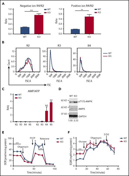 Figure 4. Lower oxidative phosphorylation, higher glycolysis, and ATP deficiency in PHOSPHO1-KO erythroblasts. (A) Erythroid progenitors from KO mice lost less lipid during the transition from the R2 to the R4 state than did cells from WT mice. Total lipid signals of R2 and R4 cells from lipidomic data shown in Figure 1B were used to calculate the ratios (n = 3 per group, mean + SEM). (B) WT and KO erythroblasts have similar sizes at the same differentiation stages. Representative forward scatter (FSC) and cell count of R2, R3, and R4 populations from WT and KO E14.5 fetal liver were plotted. Cells were gated as shown in Figure 1A (n = 3 per group). (C) AMP to ATP ratio is higher in KO 1-day–differentiated erythroblasts (n = 3 per group, mean + SEM). (D) Increased phospho-T172-AMPKα in 1-day in vitro–differentiated KO erythroblasts compared with WT. Ratio of phospho-AMPK to AMPK signal is indicated below, normalized to WT cells. Cells were isolated from E14.5 WT or KO fetal livers and expanded in maintenance medium for 1 day and cultured in differentiation medium for 1 day. (E) Basal and maximal OCR of 1-day–differentiated KO fetal liver erythroblasts is lower than that of WT erythroblasts; 1 μM oligomycin and FCCP, 0.5 μM rotenone and antimycin were used (n = 5 per group, mean ± SEM). (F) Higher basal glycolysis in KO erythroblasts. ECAR of 1-day in vitro–differentiated WT and KO erythroblasts was measured; 25 mM glucose, 1 μM oligomycin, and 50 mM 2-DG were sequentially added to the culture medium (n = 4 per group, mean ± SEM).