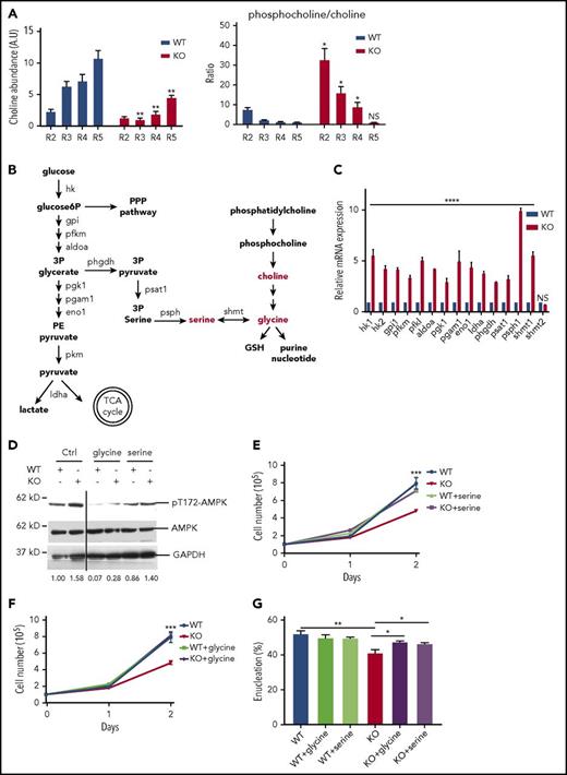 Figure 5. PHOSPHO1 KO erythroblasts are deficient in choline and increase glycolysis to produce serine and/or glycine. (A) Left, Choline abundance is higher in WT 1-day–differentiated erythroblasts. Right, The phosphocholine to choline ratio is higher in R2, R3, and R4 groups of KO erythroblasts compared with WT cells. Metabolites were normalized to total lipid (n = 3 per group, mean + SEM). (B) Crosstalk of phosphocholine catabolism and glycolysis. Production of serine and glycine links the 2 pathways. Enzymes involved in the steps are labeled. (C) Increased mRNA expression of genes encoding proteins involved in glycolysis and serine/glycine production in 1-day–differentiated KO erythroblasts. Lineage-negative cells from WT and KO E14.5 fetal livers were isolated and cultured in maintenance medium for 1 day and differentiation medium for 1 day prior to RNA analysis; mRNA levels are normalized to that of 18s rRNA. (D) Phospho-T172-AMPKα signal is higher in 1-day–differentiated KO erythroblasts than in WT cells, and the signal is reduced in cells treated with 0.1 mM serine or 0.1 mM glycine. Relative phospho-AMPK to AMPK signal ratio is depicted below. (E) Proliferation is increased to normal in KO erythroblasts cultured in differentiation medium containing 0.2 mM serine (n = 3 per group, mean + SEM). (F) Proliferation is increased to normal in KO erythroblasts cultured in differentiation medium containing 0.1 mM glycine (n = 3 per group, mean + SEM). (G) Increased enucleation at day 2 of differentiation of KO erythroblasts cultured in 0.1 mM serine or glycine containing differentiation medium (n = 3 per group, mean + SEM). 3P glycerate, 3-phosphoglycerate; 3P pyruvate, 3-phosphohydroxypyruvate; GSH, glutathione; PE pyruvate, phosphoenolpyruvate; PPP, pentose phosphate pathway; TCA cycle, tricarboxylic acid cycle.