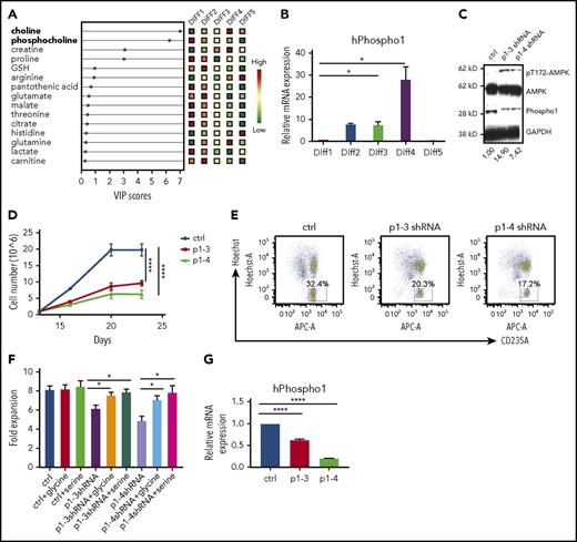 Figure 6. PHOSPHO1 depletion impairs human erythropoiesis in vitro. (A) Human CD34+ cells were differentiated using a 5-stage in vitro culture system and metabolites were extracted and analyzed at the end of the indicated stages of differentiation. Relative amounts of polar metabolites in the 5 groups of cells are shown in colored boxes on the right and their VIP scores are shown on the bottom. Phosphocholine and choline are labeled in bold on the left (n = 3 per group). (B) Human PHOSPHO1 gene expression at each differentiation stage normalized to 18S rRNA (n = 3 per group, mean + SEM). (C) Increased phospho-T172-AMPKα signal in PHOSPHO1-depleted human erythroblasts after 20 days of in vitro culture. Relative phospho-AMPK to AMPK signal ratio is depicted below. (D) Lower terminal proliferation rate in human erythroblasts depleted of PHOSPHO1 by transfection with 2 shRNAs. Cell number was counted after GFP+ cells were sorted at day 11 and at the end of Diff3, Diff4, and Diff5 (n = 3 per group, mean ± SEM). (E) Lower percentages of enucleation in PHOSPHO1-depleted human erythroblasts after 20 days of in vitro culture. CD34+ cells were expanded and differentiated as described in “Materials and methods.” Enucleation as judged by Hoechst staining and glycophorin A surface expression was measured at day 20. (F) Control and PHOSPHO1-depleted human erythroblasts were cultured in medium supplemented with addition of 0.1 mM glycine or 0.2 mM serine at day 12. Cell numbers were counted at day 12 and day 16; fold cell expansion is shown. (G) hPHOSPHO1 RNA expression in control and shRNA knocked-down cells that were assayed in panels D through F (n = 3 per group, mean + SEM).