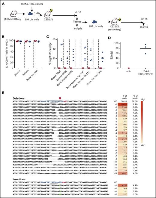 Figure 2. Ex vivo transduction of β-YAC/CD46 Lin−cells with HDAd-HBG-CRISPR and subsequent transplantation. (A) Schematic diagram of the experiment. Bone marrow was harvested from β-YAC/CD46 mice, and Lin− cells were isolated by magnetic-activated cell sorting. Lin− cells were transduced with HDAd-HBG-CRISPR vector at a multiplicity of infection of 500 vp’s per cell (blue squares) or were left untransduced (empty red squares). After 1 day in culture, 1 × 106 transduced cells per mouse were transplanted into lethally irradiated C57BL/6 mice. Animals were euthanized at week 10, and bone marrow Lin− cells were transplanted into secondary recipients that were subsequently followed for 16 weeks. (B) Engraftment at week 10 based on the percentage of human CD46+ cells in mononuclear cells of blood, spleen, and bone marrow. (C) Percentage of HBG target site cleavage measured by T7E1 assay at week 10 after transplantation in the indicated samples. Each symbol represents an individual mouse. Cells from colonies were pooled, and genomic DNA was isolated. (The corresponding polyacrylamide gels for the graphs are shown in supplemental Figure 4.) (D) Percentage of total HBG indels obtained by deep sequencing of DNA from total bone marrow mononuclear cells at week 10 after transplantation. Each symbol is an individual animal. (E) Top 30 most frequent indels found in mouse #976 (indel percentage = 58%). The blue sequence shows the target of the sgRNA with the TGACCA BCL11A binding motif underlined. The horizontal bold black line indicates the −114 to −102 HPFH. The CRISPR/Cas9 cleavage site is marked by a red arrowhead. The right panels show the number and percentage of reads for the corresponding indel. A complete list of the indels in all 3 mice is provided in supplemental Table 3. CFU, colony-forming units; MNC, mononuclear cells.