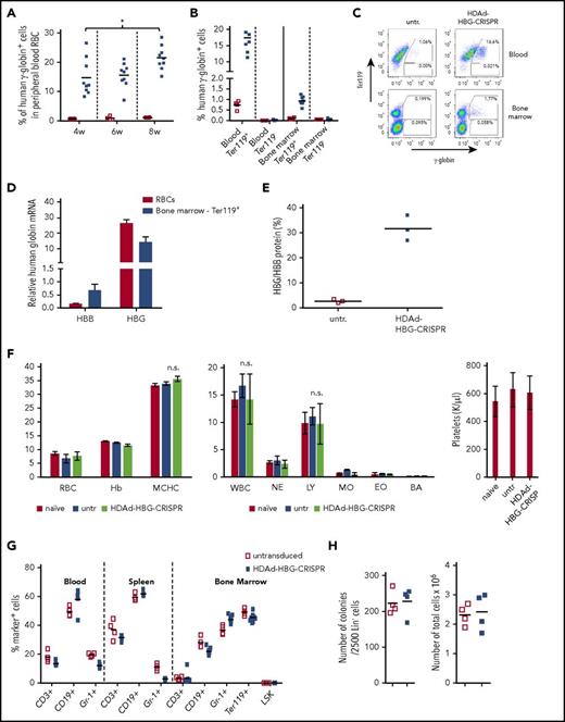 Figure 3. Analysis of human γ-globin reactivation and hematological parameters after ex vivo transduction of β-YAC/CD46 Lin−cells with HDAd-HBG-CRISPR and subsequent transplantation. (A) Percentage of human γ-globin+ cells in peripheral blood RBCs measured by flow cytometry in blood samples taken at weeks 4, 6, and 8 after transplantation with untransduced Lin− cells (□) and HDAd-HBG-CRISPR–transduced Lin− cells (▪). *P < .05. (B-E) Analysis of samples collected at week 10 posttransplantation. (B) Percentage of human γ-globin+ cells in erythroid (Ter119+) and nonerythroid (Ter119−) cells in blood and bone marrow. (C) Representative flow cytometry samples for data shown in (B). (D) Relative human β-globin (HBB) and γ-globin (HBG) mRNA levels in mice transplanted with HDAd-HBG-CRISPR–transduced Lin− cells compared with mRNA levels in untransduced settings (taken as 1.0). (E) HPLC data. Percentage of human γ-globin protein relative to human β-globin protein. (F-H) Safety of ex vivo HDAd-HBG-CRISPR genome editing in mouse HSPCs. (F) Hematological parameters at week 10 include RBCs (M/μL), hemoglobin (hB; g/dL), mean corpuscular hemoglobin concentration (MCHC; g/dL), white blood cells (WBC; K/μL); neutrophils (NE; K/μL); lymphocytes (LY; K/μl); monocytes (MO; K/μl); eosinophils (EO; K/μL), and basophils (BA; K/μL), and platelets (K/μL). n = 3. (G) Cell composition in blood, spleen, and bone marrow at week 10 after transplantation. Shown is the percentage of lineage marker-positive cells (CD3+, CD19+, Gr-1+, Ter119+ cells) and HSPCs (LSK cells). (H) Colony-forming potential of bone marrow Lin− cells harvested at week 10 posttransplantation. Number of colonies that formed after plating of 2500 Lin− cells (left panel) and total number of cells pooled from colonies (right panel). Each point represents an individual animal. n.s., not significant.