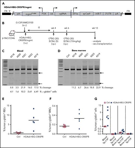 Figure 4. In vivo HDAd-HBG-CRISPR/mgmt transduction of mobilized HSPCs in β-YAC/CD46 mice. (A) Structure of HDAd-HBG-CRISPR/mgmt vector. In addition to the HBG CRISPR/Cas9 cassette, the vector contained a PGK promoter-driven mgmtP140K gene. (B) Schematic diagram of the experiment. β-YAC/CD46 mice were mobilized by subcutaneous injections of G-CSF and AMD3100 and were subsequently injected intravenously with HDAd-HBG/CRISPR/mgmt. To avoid immune responses against the bacterial Cas9 and human mgmtP140K proteins expressed from the episomal vector, mice received immunosuppressive drugs (IS) for 4 weeks. At weeks 4 and 6, mice were injected intraperitoneally with O6BG/BCNU at the indicated doses. Animals were euthanized at week 12 after in vivo transduction, and tissues were analyzed. Bone marrow Lin− cells were transplanted into C57BL/6 mice. T7E1 assay on total blood (C) and bone marrow (D) mononuclear cells at week 12 posttransduction. Specific cleavage products are indicated by arrows. The numbers above the gels are ID tags of individual mice. The numbers below the gels are the percentages of target site cleavage. The percentage of γ-globin+ cells in RBCs is also indicated. (E) Percentage of human γ-globin+ cells in peripheral blood RBCs measured by flow cytometry in blood samples. (F) Percentage of human γ-globin+ cells in total bone marrow mononuclear cells. (G) Percentage of human γ-globin+ cells in erythroid (Ter119+) and nonerythroid (Ter119−) cells in blood and bone marrow. Ctrl, mock-transduced mice.