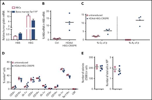Figure 5. β-Globin to γ-globin switch in in vivo–transduced β-YAC/CD46 mice and hematological parameters. (A) Relative human β-globin (HBB) and γ-globin (HBG) mRNA levels in peripheral blood RBCs and bone marrow erythroid Ter-119+ cells. mRNA levels in untransduced mice were taken as 1.0. (B) Percentage of HBG mRNA of human HBB mRNA (untransduced, empty red squares; HDAd-HBG-CRISPR–transduced, blue squares). (C) HPLC data. Percentage of human Gγ- and Aγ-globin protein relative to human β-globin protein in RBCs from untransduced and HDAd-HBG-CRISPR mice (week 12 after transduction). (D-E). Hematological safety of in vivo HDAd-HBG-CRISPR genome editing. (D) Cellular composition in blood (CD3+, CD19+, Gr-1+), spleen (CD3+, CD19+, Gr-1+), and bone marrow (CD3+, CD19+, Gr-1+, Ter119+, LSK) at week 12 after in vivo transduction. Shown is the percentage of lineage marker–positive cells (CD3+, CD19+, Gr-1+, Ter119+ cells) and HSPCs (LSK cells). (E) Colony-forming potential of bone marrow Lin− cells harvested at week 12 after in vivo HSPC transduction of β-YAC/CD46 mice. Number of colonies that formed after plating of 2500 Lin− cells (left panel) and total number of cells pooled from colonies (right panel). Each point is an individual animal.