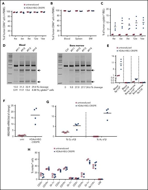 Figure 6. Analysis of secondary recipients (in vivo HSPC transduction approach). Bone marrow Lin− cells harvested from in vivo–transduced β˗YAC/CD46 mice at week 12 after transduction were transplanted into lethally irradiated C57BL/6 mice. Secondary recipients were followed for 16 weeks. (A) Engraftment measured in blood samples at the indicated time points based on the percentage of human CD46+ cells in PBMCs. (B) Engraftment at week 16 based on the percentage of human CD46+ cells in mononuclear cells of blood, spleen, and bone marrow (BM). (C) Human γ-globin expression in secondary recipients. Shown is human γ-globin expression on RBCs from week 4 to week 16 after transplantation. (D) T7E1 assay on total blood and bone marrow mononuclear cells at week 16 posttransplantation. Specific cleavage products are indicated by arrows. The numbers above the gels are ID tags of individual mice. The numbers below the gels are the percentages of target site cleavage. For blood cells, the percentage of γ-globin+ cells in RBCs is also indicated. (E) Percentage of human γ-globin+ cells in erythroid (Ter119+) and nonerythroid (Ter119−) cells in blood and bone marrow (week 16 posttransplantation). (F) Percentage of HBG mRNA of human HBB mRNA. (G) HPLC data. Percentage of human Gγ- and Aγ-globin protein relative to human β-globin protein in RBCs from untransduced and HDAd-HBG-CRISPR mice (week 16 posttransplantation). (H) Cellular composition in blood (CD3+, CD19+, Gr-1+), spleen (CD3+, CD19+, Gr-1+), and bone marrow (CD3+, CD19+, Gr-1+, Ter119+, LSK) at week 16 after transplantation.