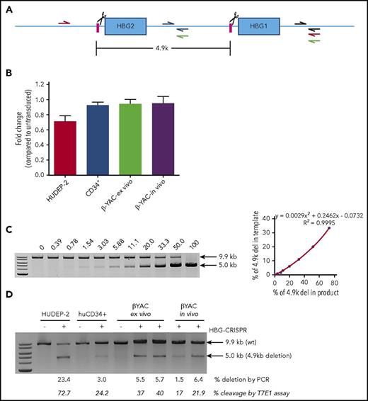 Figure 7. Analysis of a 4.9-kb deletion containing the HBG2 gene and the HBG2/HBG1 intergenic region. (A) Diagram showing the HBG1/2 region. The HBG CRISPR/Cas9 cleavage sites are indicated by scissors. Quantitative PCR (qPCR) primers targeting the intergenic sequence between the cleavage sites are indicated (blue half arrows). Another pair of primers binding outside of the deletion region (gray half arrows) was used as an internal control to adjust for differences in template DNA quality. Primers for semiquantitative PCR include the red primers (a 9.9-kb product would indicate no 4.9 kb deletion; a 5.0-kb product would indicate a 4.9-kb deletion), and green primers (a 3.9-kb product would indicate an inversion of the 4.9-kb region). (B) Comparative qPCR to detect the 4.9-kb deletion (blue and gray primers) in (A). HUDEP-2, human CD34+ cells, or βYAC/CD46 Lin− cells (β-YAC-ex vivo) were transduced with HDAd-HBG-CRISPR at a multiplicity of infection of 500, 1000, or 500 vp’s per cell, respectively. For CD34+ cells, a second transduction with HDAd–anti-CRISPR (multiplicity of infection = 1000) was conducted 2 days later. Genomic DNA was isolated at day 4 posttransduction. Furthermore, Lin− cells harvested at week 12 from in vivo HSPC-transduced β-YAC/CD46 mice were analyzed (β-YAC-in vivo). Untransduced samples were used for comparison of qPCR signals. Comparative qPCR was performed in sextuplicates. The signals from the intergenic HBG1/2 region (blue primers) were normalized to corresponding signals from the outside control region (gray primers) in (A). Data were calculated by the 2-ΔΔCt approach (a relative quantification strategy for qPCR data) and are shown as fold change compared with corresponding untransduced cells (taken as 1.0). (C-D) Semiquantitative PCR to detect the 4.9-kb deletion (red primers) or inversion (green primers) in (A). (C) Standard curve for detection of the 4.9-kb deletion. Genomic DNA isolated from untreated wild-type HUDEP-2 cells and a HDAd-HBG-CRISPR–transduced HUDEP-2 clone with a biallelic 4.9-kb deletion (supplemental Materials and methods) were mixed at various ratios and used as a template for PCR. The percentage of the PCR signal corresponding to the deletion is shown above the gel (left panel). Signals were quantified by ImageQuant and used to build a standard curve (right panel). (D) Percentage of the PCR signal corresponding to the 4.9-kb deletion in samples in (B). Two mice for the ex vivo and in vivo HDAd-HBG-CRISPR–transduction settings were used. The lower row of numbers shows the cleavage frequency measured by T7E1 assay in the given samples. Another PCR using the green primers did not show signals, indicating the absence of an inversion of the 4.9-kb region. The primers were validated using a synthesized gBlock as a positive control.