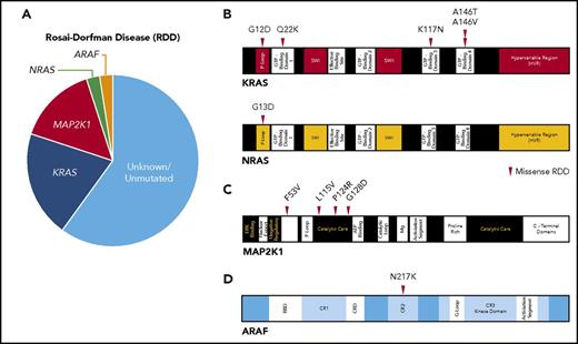 Figure 1. Summary of the diverse kinase mutations documented in RDD. (A) Pie chart illustrating the known activating kinase mutations in RDD (N = 34). (B) Diagrams of somatic mutations described in KRAS and NRAS. (C) Diagram of somatic mutations uncovered in MAP2K1. (D) Diagram of somatic mutation discovered in ARAF.