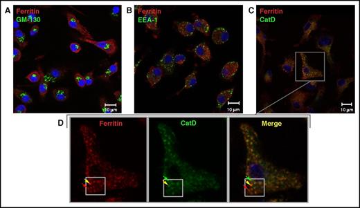 Figure 1. Ferritin colocalizes with the late endolysosomal marker cathepsin D, but not with Golgi or early endosomal markers. (A-C) Representative confocal images of ferritin (red) and subcellular compartments (green) in the Golgi apparatus (A), stained for GM-130; early endosomes (B), stained for EEA1, and late endolysosomes (C), stained for cathepsin D (CatD), in murine BMDMs grown in the presence of 100 µg/mL FAC for 24 hours. Scale bars represent 10 µm. (D) Enlargement of ferritin-CatD co-staining, with red arrows indicating ferritin, green arrows indicating late endolysosomes, and yellow arrows indicating colocalization. Negative controls were treated with secondary antibodies only and with 1 primary antibody followed by both secondary antibodies (not depicted). Sample visualization was performed with a LSM 700 (Zeiss) laser scanning inverted confocal microscope equipped with a Plan-Apochromat ×63/1.4 numerical aperture oil differential interference contrast objective.
