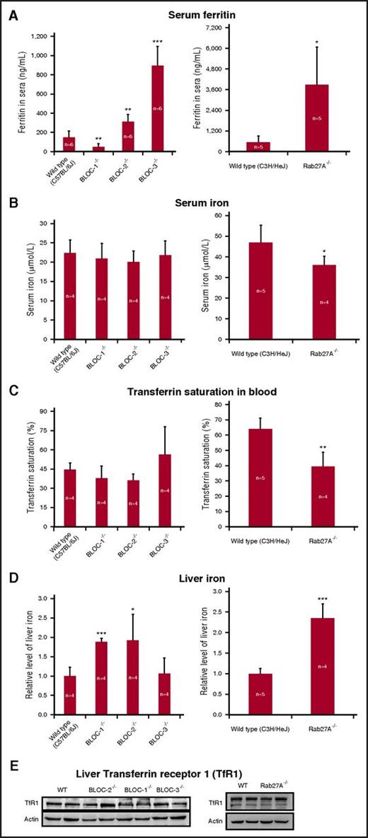 Figure 3. Serum ferritin levels are affected in mice with trafficking defects of the endolysosomal pathways. (A) Serum ferritin levels were estimated by enzyme-linked immunosorbent assay. (B) Serum iron and all other blood tests were performed by trained staff in a veterinary laboratory. (C) Transferrin saturation percentage was calculated by dividing serum iron by total iron-binding capacity and multiplying by 100. (D) Liver iron was evaluated using a colorimetric ferrozine-based assay. (E) Transferrin receptor 1 (TfR1) western blot. Liver lysates were separated by SDS-PAGE (35 µg protein/lane) and subjected to western blotting with anti-TfR1 and antiactin antibodies. Representative results in livers from 2 out of 4 mice are shown. Measurements of BLOC-1−/−, BLOC-2−/−, and BLOC-3−/− mice were compared with those of WT C57BL/6J mice. Rab27A−/− mice were on a C3H background and were compared with their WT counterparts. Each bar represents mean ± SD (*P < .05, **P < .01, ***P < .001). Statistical significance was evaluated by an unpaired t test using GraphPad software.