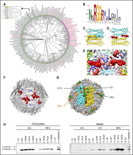 Figure 5. Identification of a motif enriched in ferritins that do not have a classical secretion signal. (A) A taxonomy-based phylogenetic tree of ferritins containing or lacking the classical ER SP targeting sequence. The organisms marked red are SP positive, and the organisms marked black are SP negative. The pink area is a dominantly SP-positive cluster, and the green area is a dominantly SP-negative cluster. Mus musculus and Homo sapiens locations are marked in yellow and shown in the enlargement. (B) A 13-amino-acid motif detected by the MEME60 and FIMO60 tools. The motif includes residues 74 to 86 of the H subunit and residues 70 to 82 of the L subunit. (C) The motif is situated along an unstructured loop of the ferritin subunits and sits at the interface between 2 subunits (colored in cyan and gold), creating a continuous long zipper-like structure (ie, a motif dimer) with its neighbor motif. (D) R79, F81, and Q83 of the motif received high ODA scores for protein–protein interaction (high score is labeled in red and low score in blue). (E) Visualization of protein–protein interaction patch, calculated by ODA score. (F) Visualization of protein–protein interaction patches calculated by ODA score shown in the context of the whole ferritin multimer. Our motif, R22, and an additional unidentified group of residues are marked in red. (G) Motif distribution and location throughout the entire ferritin 24-mer. The motif forms a long dimer (colored in green) at the interface of 2 subunits. R79 is marked in red, and R22 is marked in orange. (H) Human ferritin H- and L-subunit–knockout HeLa cells were transfected with plasmids coding for either WT murine H-ferritin (FTHWT) or FTHR79A, FTHF81A, or FTHQ83A. Nontransfected HeLa cells (NT) were analyzed as a negative control. WT RAW264.7 (nontransfected) cells were analyzed as a positive control for both L- and H-ferritin subunits (lane 12 in “cell lysates” gel and lane 17 in “media” gel). 24 hours after transfection, cells were metabolically labeled with 35S (2-hour pulse) and chased for 0, 4, and 18 hours. Cell lysates were collected after 4 and 18 hours (lanes 2-6 and 7-11 in cell lysates gel, respectively), whereas media samples were collected after 0, 4, and 18 hours (lanes 2-6, 7-11, and 12-16 in media gel, respectively). Ferritin was immunoprecipitated with an anti-murine H-ferritin antibody. All samples were precleared (PC) by incubation with protein A sepharose beads alone to clear samples from nonspecific binding to the beads. Two of these samples, 4 hours of WT cell lysates and 18 hours of WT medium, where most nonspecific binding was expected, were analyzed on the gels (lanes 1). All samples were separated by SDS-PAGE and visualized by phosphorimaging.