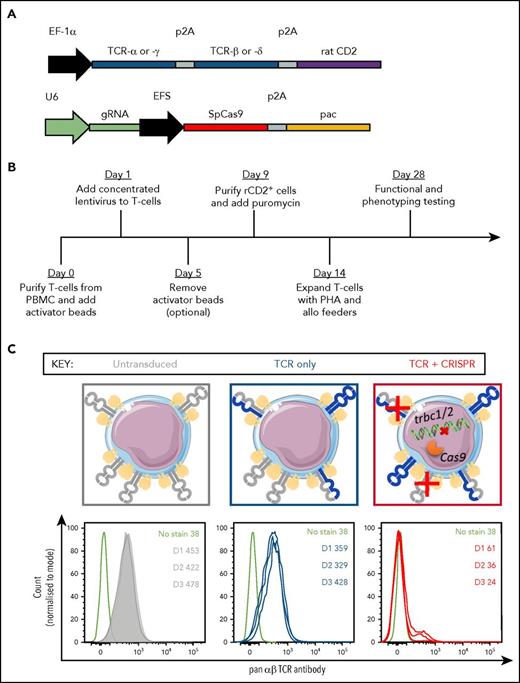 Figure 1. Construct design and validation for transduction of primary T cells. (A) Schematic representation of transgenes cloned into the pELNS vector (top) or lentiCRISPRv2 vector (bottom). (B) Timeline for transduction and selection of primary T cells. (C) Graphical representation of TCR expression on primary T cells transduced with pELNS vector, with and without lentiCRISPRv2 vector (top). Gray molecules represent endogenous TCR chains whereas blue ones represent transduced TCR chains. The histograms below show endogenous αβ TCR expression in 3 donors (gray, untransduced; blue, transduced only with a γδ TCRl red, transduced with a γδ TCR and CRISPR), as well as a representative unstained control (black). The color coding is maintained throughout the manuscript. The numbers on histograms refer to geometric mean fluorescence intensities of αβ TCR expression across 3 donors (D1, D2, D3). EF-1α, elongation factor-1 α promoter; EFS, short EF-1α promoter; pac, puromycin N-acetyltransferase; U6, RNA polymerase III promoter.