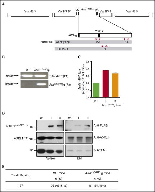 Figure 1. Generation of Vav1 promoter-driven Asxl1Y588XTg mice. (A) Schematic depiction of the Flag-Asxl1Y588X transgene. P1, P2, and P3 showed the location of the primer pairs used for genotyping and quantitative PCR (qPCR). HS, hypersensitive to DNase-I; pA, polyadenylation region; ss, splice sites. (B) Genotyping PCR using genomic DNA from WT and transgenic mice with 2 sets of primers: P1 (for both transgenic and endogenous Asxl1) and P2 (Asxl1Y588XTg specific). (C) RT-PCR showing the expression level of both endogenous ASXL1 and transgenic mutant Asxl1Y588X using primer set P3. I and II indicate mice lines. Glyceraldehyde-3-phosphate dehydrogenase was used as a control. Error bars represent mean ± standard error of the mean (SEM). mRNA, messenger RNA. (D) Western blots showing ASXL1aa1-587 expression and endogenous ASXL1 expression levels in the spleen (left) and BM (right) cells of WT and Asxl1Y588XTg mice. β-action was used as a loading control. (E) Total offspring number for WT and transgenic mice.