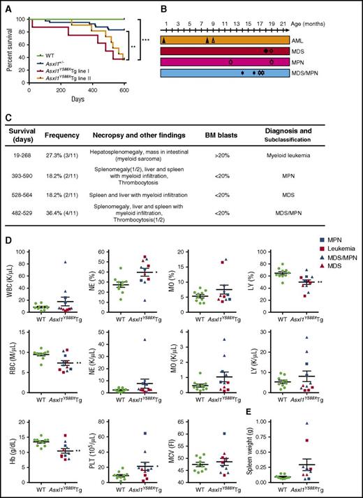 Figure 2. Transgenic ASXL1aa1-587 expression leads to myeloid malignancies in mice. (A) Kaplan-Meier survival curve of the Asxl1Y588XTg line I (n = 8), Asxl1Y588XTg line II (n = 11), Asxl1+/− (n = 42), and WT mice (n = 20). ***P < .0001, **P < .01. Log-rank (Mantel-Cox) test was used to assess statistical significance. (B) Timeline of mice developing myeloid malignancies. Solid shapes are mice from line I; the hollow shapes are from line II. (C) Diagnosis and subclassification of the myeloid malignancies developed in 11 aged Asxl1Y588XTg mice. (D) Peripheral blood counts of white blood cell (WBC; P = .242), percent of neutrophils (*P = .017), percent of monocytes (P = .1959), percent of lymphocytes (**P = .005), RBC (**P = .007), neutrophils (P = .2055), monocytes (P = .1174), lymphocytes (P = .3606), hemoglobin (**P = .004), platelets (*P = .048), and mean corpuscular volume (P = .5452) in Asxl1Y588XTg (n = 11) and WT mice (n = 10). (E) Spleen weight of Asxl1Y588XTg and WT mice (WT, n = 8; Asxl1Y588X, n = 9; P = .0643). Blue square, MPN; red square, leukemia; blue triangle, MDS/MPN; red triangle, MDS. *P < .05, **P < .01. Error bars represent mean ± SEM; unpaired t test was used to assess statistical significance.