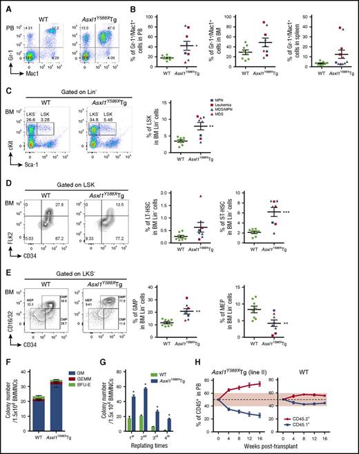 Figure 5. Transgenic expression of ASXL1aa1-587 affects HSC pool in vivo. (A) Flow cytometric analysis of Gr-1+/Mac1+ cell population in PB of representative WT (left) and Asxl1Y588XTg mice (right, 8 months old). (B) Quantitation of the percent of Gr-1+/Mac1+ cell populations in PB (*P = .024), BM (P = .074), and spleen (P = .080) of WT and Asxl1Y588XTg mice. Data are presented as mean ± SEM from 8 to 11 WT and Asxl1Y588XTg mice (8-19 months old). Unpaired Student t test was used to assess statistical significance. (C) Flow cytometric analysis of LSK compartments in BM of representative WT and Asxl1Y588XTg mice (8-19 months old) (left). Cells are gated on Lin− cells. Quantitation of the percentage of LSK compartments in BM Lin− of WT and Asxl1Y588XTg mice (right), n = 8 per group; **P = .002. (D) Flow cytometric analysis of the percent LT-HSC, ST-HSC, and multipotent progenitor cell populations (LSK/CD34+/FLK2+) in the BM LSK cells of representative WT and Asxl1Y588XTg mice (8-19 months old) (left). Cells are gated on LSK cells. Quantitation of the percent LT-HSC (P = .089) and ST-HSC (***P = .0006) populations in the BM Lin− cells of each genotype of mice (right). Unpaired Student t test was used to assess statistical significance. (E) Flow cytometric analysis of the GMP, common myeloid progenitor, and MEP populations in the BM LKS− cells of representative WT and Asxl1Y588XTg mice (8-19 months old) (left). Cells are gated on LKS− cells. Quantitation of the percent GMP (**P = .002) and MEP (**P = .0098) populations in the BM Lin− cells of each genotype of mice (right). Blue square, MPN; red square, leukemia; blue triangle, MDS/MPN; red triangle, MDS. (F) Colonies from 15 000 bone marrow mononuclear cells of WT and Asxl1Y588XTg mice. Blue bars, CFU-granulocytes/macrophages (GM); green bars, burst forming unit-erythrocyte (BFU-E); red bars, granulocyte, erythroid, macrophage, megakaryocyte (GEMM). Three mice per genotype were analyzed. ***P = .000424. (G) Serial cell replating assays using whole BM cells (3 mice per genotype) were performed to determine HSC self-renewal capability. A total of 15 000 bone marrow mononuclear cells were used for each methylcellulose cultures. The cells were replated weekly for 4 weeks. *P < .05. (H) Monthly assessment of donor chimerism (line II) in the peripheral blood of recipient animals is shown up to 16 weeks after transplant (n = 5 recipient mice were used for each genotype).