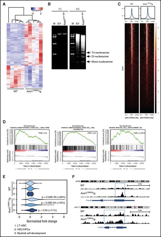 Figure 6. Increased chromatin accessibility in Asxl1Y588X Tg cKit+ cells. (A) RNA-seq heat map depicting the 500 most significantly dysregulated genes (FDR) in BM cKit+ cells isolated from Asxl1Y588XTg and WT mice (n = 5 each genotype). (B) Gel electrophoretic analyses of DNA recovered from MNase-digested nuclei of 32D cells (+) with either ASXL1aa1-587 or empty vector (EV) nontreated cells were used as control (−). (C) Heat maps of the genome-wide ATAC-seq signal around TSS (±3000 bp). (D) GSEA plots depicting HSC and myeloid pathway gene enrichment. (E) Violin plots displaying chromatin accessibility around TSS for the genes in the 3 pathways indicated (also see panel C). Data were normalized to WT, percentage of increase in normalized reads and P values (unpaired Student t test) are indicated in the right of the plots. (F) ATAC-seq signal tracks around the Hoxa9 and Hoxb2 genes. Increased accessibility was present in Asxl1Y588XTg cKit+ cells.
